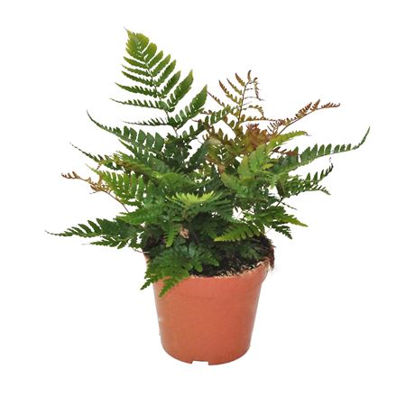 Dryopteris Erythrosora Prolifica (winterhard)