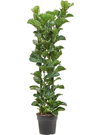 Ficus Lyrata Bambino