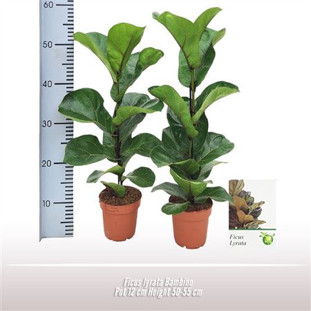 Ficus Lyrata Bambino