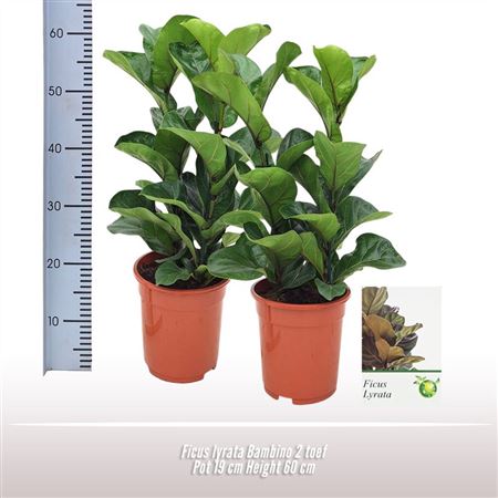 Ficus Lyrata Bambino