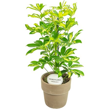 Schefflera Gerda In Terracotta Grey