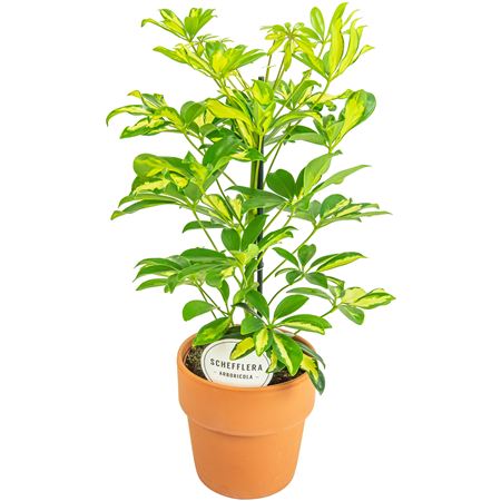 Schefflera Gerda In Terracotta Oranje