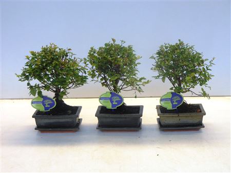 Bonsai Sageretia Theezans, 15., Broom, With Drip