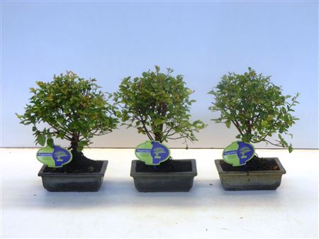 Bonsai Sageretia Theezans, 15., Broom, Without D