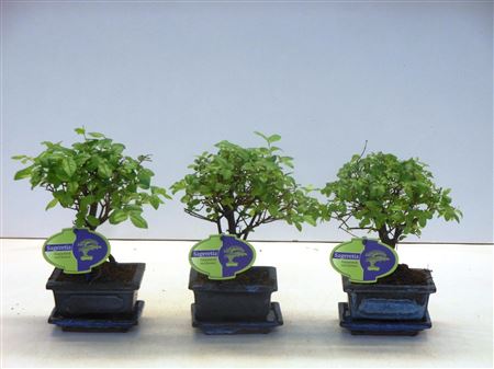 Bonsai Sageretia Theezans, 12cm., Broom, Without D