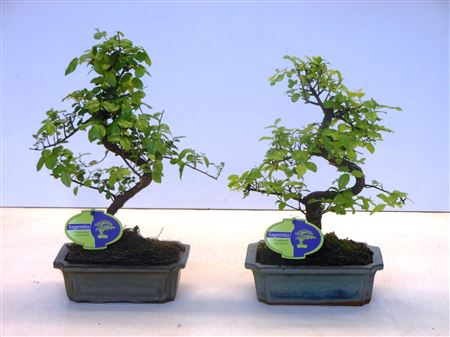 Sageretia Theezans, 20cm., Shape, Without Drip Tra