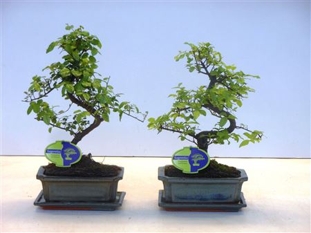 Sageretia Theezans, 20cm., Shape, With Drip Tray