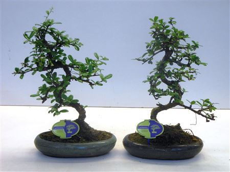 Bonsai Carmona Macrophylla, Without Drip