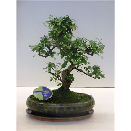 Bonsai Carmona Macrophylla, With Ddrip