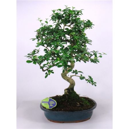 Bonsai Carmona Macrophylla, 32 Cm Shape, Without D