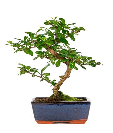 Bonsai Carmona Microphylla S-shape