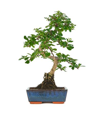 Bonsai Carmona Microphylla S-shape