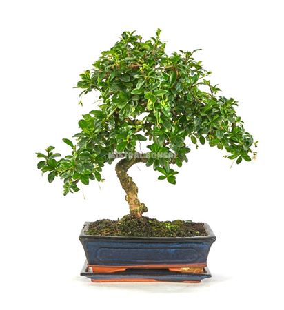 Bonsai Carmona Microphylla S-shape + Saucer