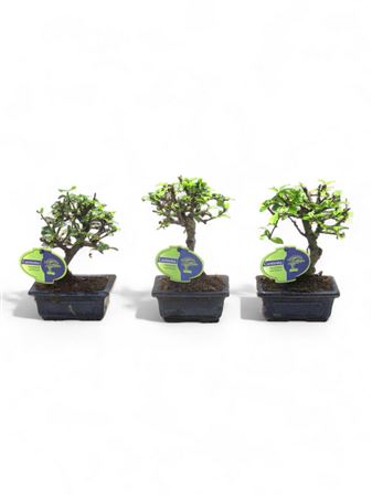 Bonsai Carmona Macrophylla, Without Drip