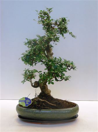 Bonsai Carmona Macrophylla, 43cm., Shape, With Dri