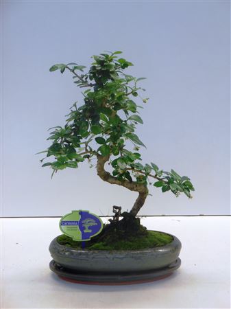Bonsai Carmona Macrophylla, With Drip