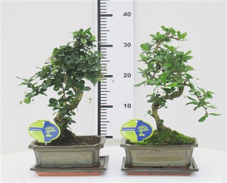 Bonsai Carmona Macrophylla, With Drip