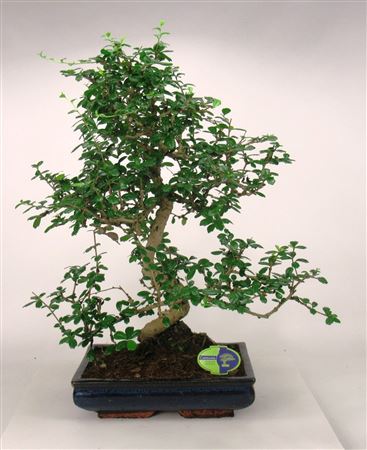 Carmona Macrophylla, 35cm., Shape, Without Drip Tr