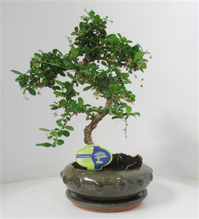 Carmona Macrophylla , Shape, With Driptray
