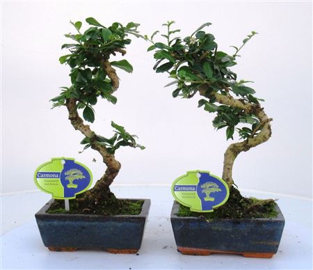 Bonsai Carmona Macrophylla, 15cm., Shape, Without