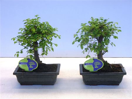 Bonsai Zelkova Parvifolia Without Drip