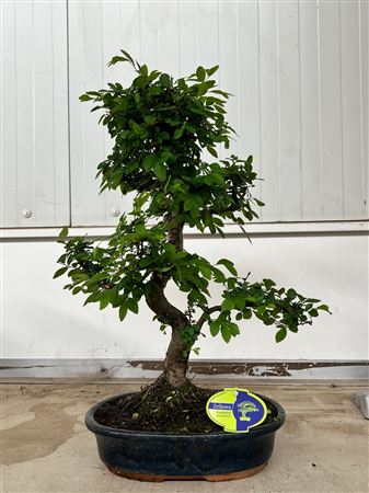 Bonsai Zeikova Without Driptray