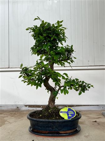 Bonsai Zelkova Parvifolia, With Drip.