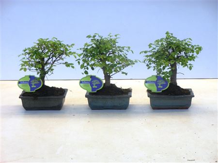 Bonsai Zelkova Parvifolia Broom Without Drip Tray