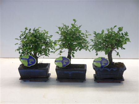 Bonsai Zelkova Parvifolia Broom With Drip Tray