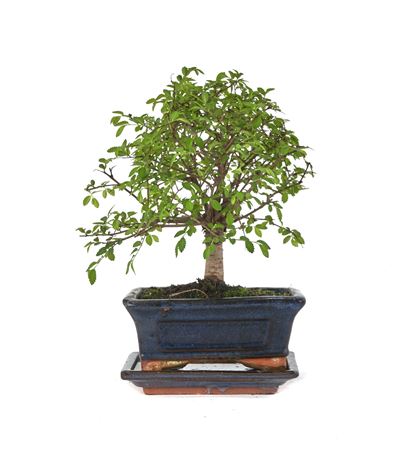 Bonsai Zelkova Parvifolia Traditional Ball
