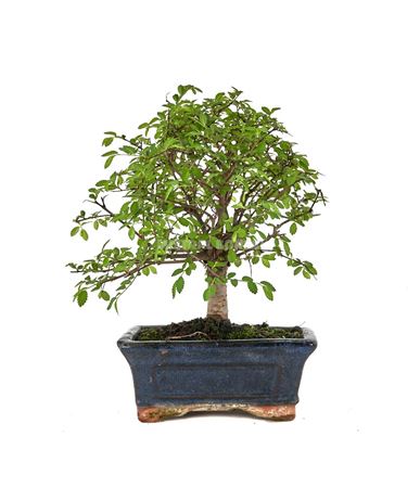 Bonsai Zelkova Parvifolia Traditional Ball
