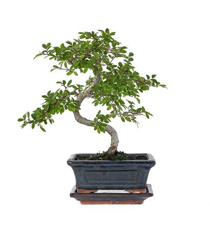 Bonsai Zelkova Parvifolia S-shape With Drip