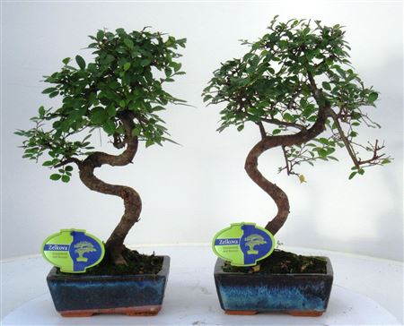Zelkova Parvifolia, 15cm., Shape, Without Driptray