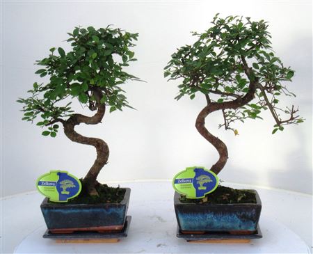 Zelkova Parvifolia, 15cm., Shape, With Driptray