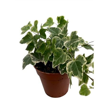 Hedera Helix White Wonder