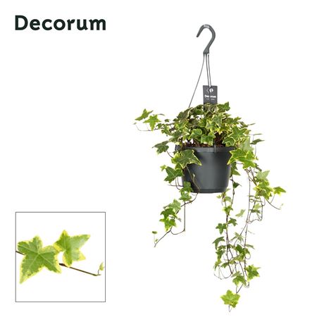Hedera Helix Yellow Ripple