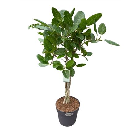 Ficus Ben Audrey Twisted Stem