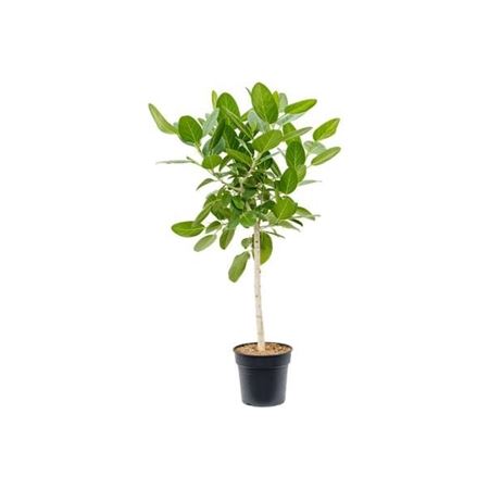 Ficus Ben Audrey On Stem