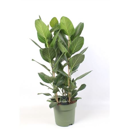 Ficus Audrey Toef 3 Stekken Pp