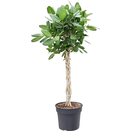 Ficus Ben Audrey Twisted Stem