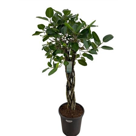 Ficus Ben Audrey Flat Braid