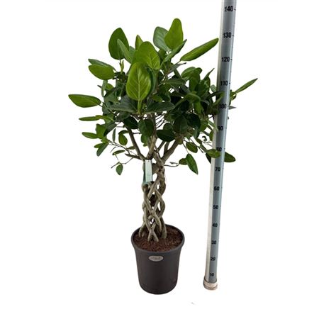 Ficus Ben Audrey Tube