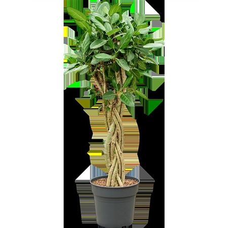 Ficus Benghalensis Audrey Twisted Stem