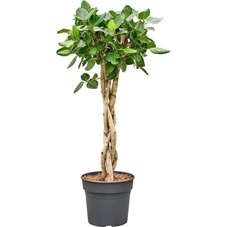 Ficus Benghalensis Audrey Twisted Stem