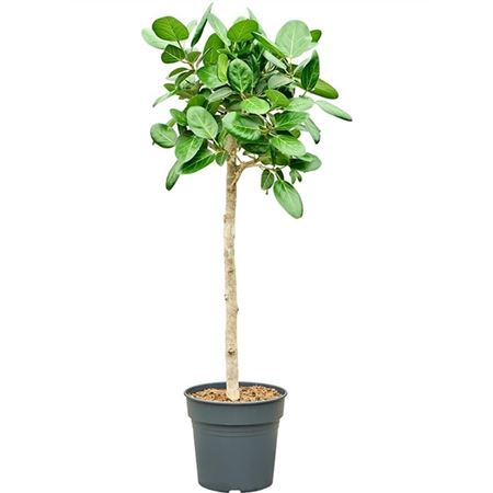 Ficus Benghalensis Audrey On Stem