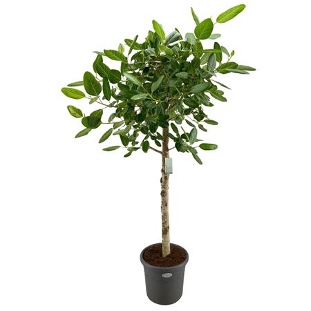 Ficus Ben Audrey On Stem