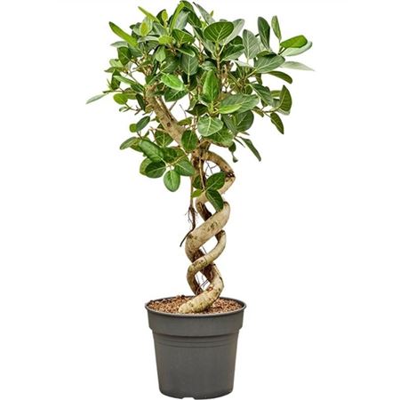 Ficus Benghalensis Audrey Double Spiral