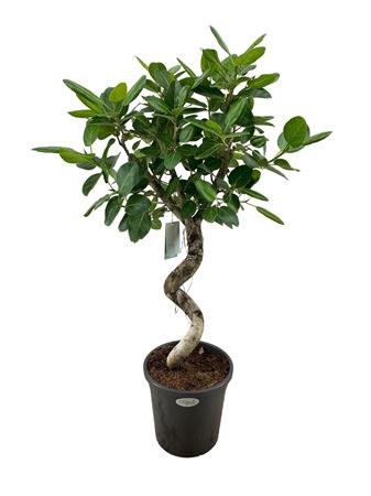 Ficus Ben Audrey Spiral