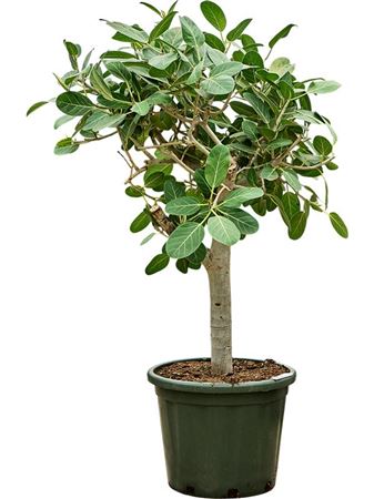 Ficus Benghalensis 'audrey'