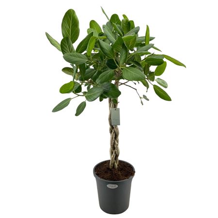 Ficus Ben Audrey Twisted Stem